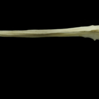 photo of Grey Triggerfish for assessment ventral view