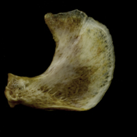 photo of European conger opercular lateral view