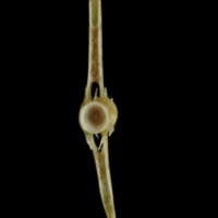 photo of Couch's seabream caudal vertebra anterior view