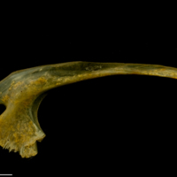 photo of Thinlip grey mullet  coracoid lateral view