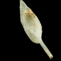 photo of Garfish pharyngeal ventral view