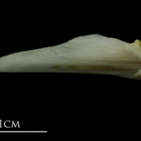 photo of Mediterranean moray articular lateral view