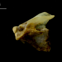 photo of Ballan wrasse quadrate lateral view