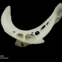 photo of Roach pharyngeal ventral view