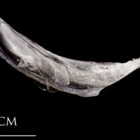 photo of Atlantic herring maxilla medial view