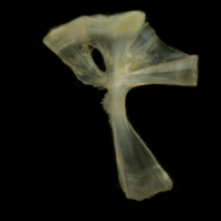 photo of European smelt hyomandibular medial view