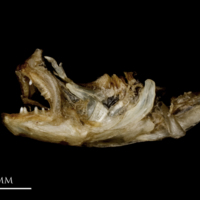 photo of Butterfish dentary premaxilla lateral view