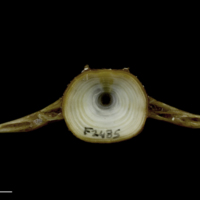 photo of European conger precaudal vertebra anterior view