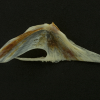 photo of Red gurnard for assessment medial view