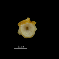 photo of Gilthead seabream first vertebra anterior view