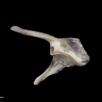 photo of Red seabream posttemporal lateral view