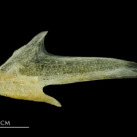 photo of Atlantic mackerel articular medial view