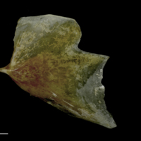 photo of Spanish mackerel opercular lateral view