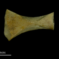 photo of Arctic Char ceratohyal medial view