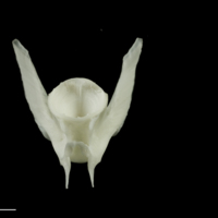 photo of Ling precaudal vertebra dorsal view