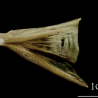 photo of Turbot quadrate lateral view
