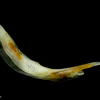 photo of Common sole cleithrum medial view