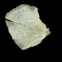 photo of Northern pike opercular medial view