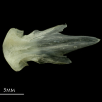 photo of Red mullet vomer ventral view