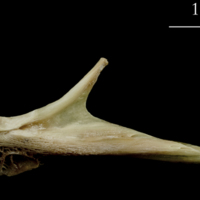 photo of Turbot articular lateral view