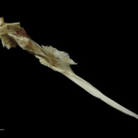 photo of Brill parasphenoid basioccipital complex dorsal view