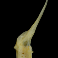 photo of Gilthead seabream precaudal vertebra lateral view