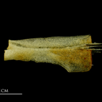 photo of Atlantic mackerel ceratohyal lateral view