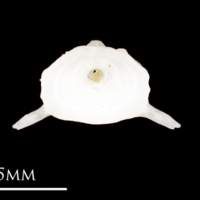 photo of Atlantic herring precaudal vertebra posterior view
