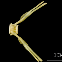 photo of Atlantic cod ultimate vertebra lateral view