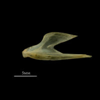photo of Vendace dentary lateral view