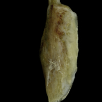 photo of Couch's seabream supracleithrum lateral view