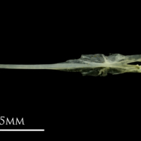 photo of Small sandeel parasphenoid ventral view