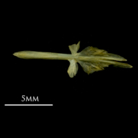 photo of Bullhead parasphenoid dorsal view