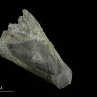 photo of Brill subopercular lateral view