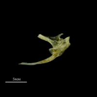 photo of Scad posttemporal lateral view