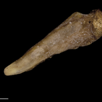 photo of Greater amberjack supracleithrum lateral view