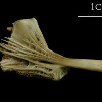 photo of Turbot ceratohyal lateral view