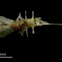 photo of Sandsmelt basioccipital ventral view