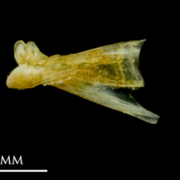 photo of Common sole quadrate lateral view