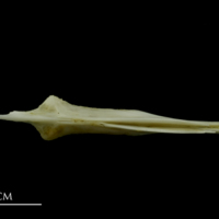 photo of Mediterranean moray parasphenoid ventral view