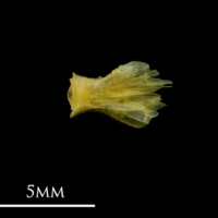 photo of Bullhead basioccipital ventral view