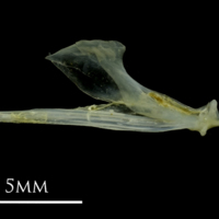 photo of Small sandeel dentary medial view