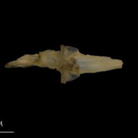 photo of Shore rockling for assessment dorsal view