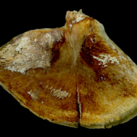 photo of Atlantic bluefin tuna  subopercular medial view