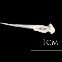 photo of Atlantic herring vomer dorsal view