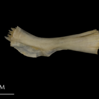 photo of Shore rockling ceratohyal medial view