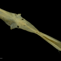 photo of Arctic Char parasphenoid ventral view