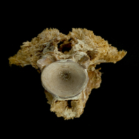 photo of Atlantic bluefin tuna  basioccipital posterior view