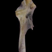 photo of Tub gurnard hyomandibular medial view