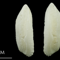 photo of Haddock otolith(s) detail view